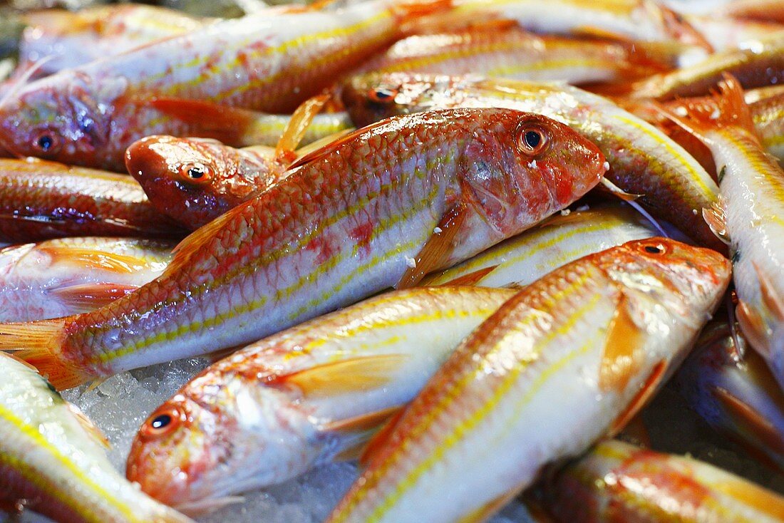 Fresh Red Mullet at Fish Market in Venice Italy