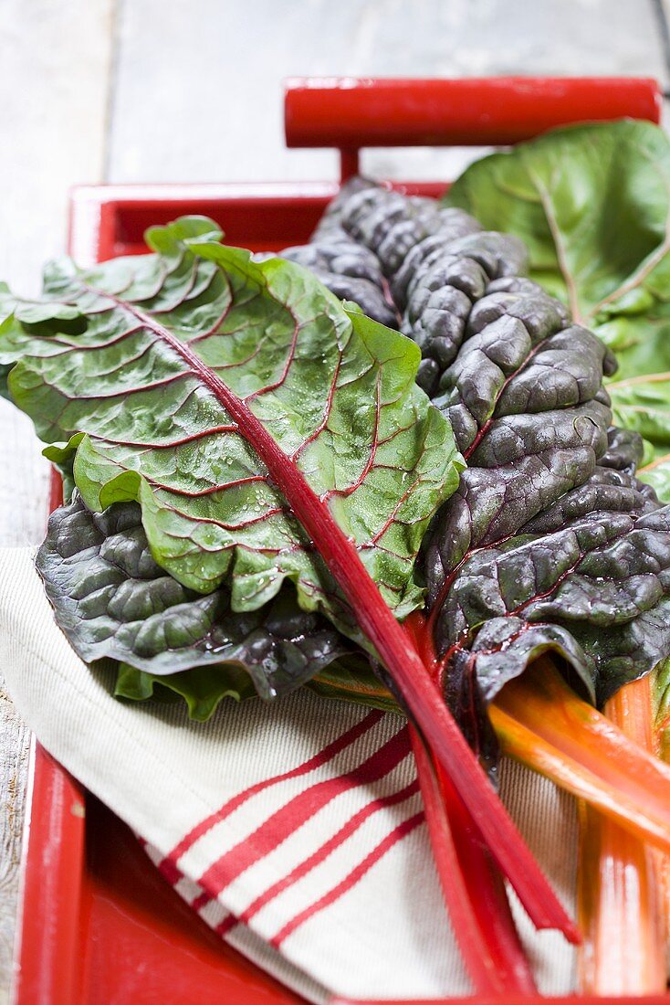 Chard leaves of various colours on tea towel