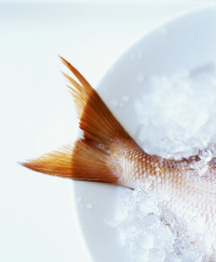 Red Snapper Tail on Ice