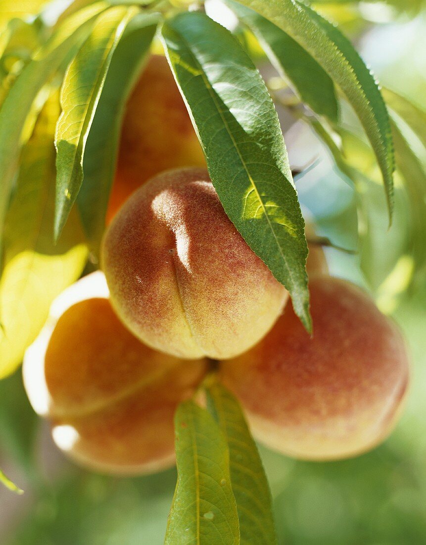Peaches on the Branch