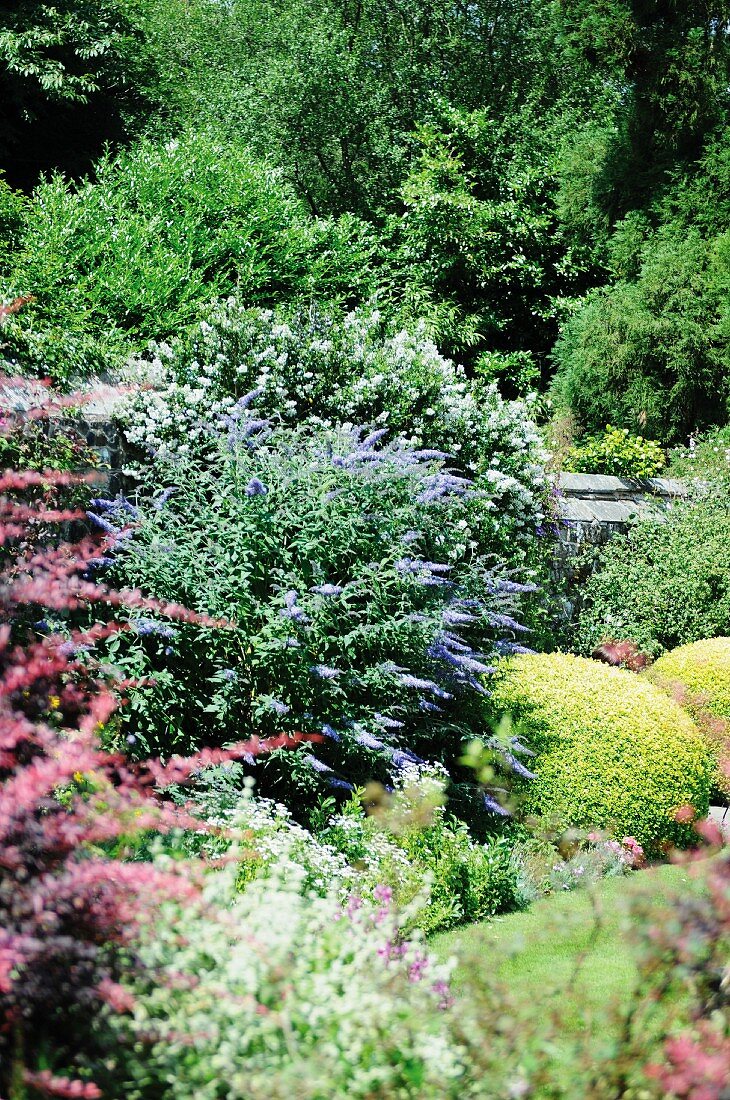 Verschiedene Sträucher im Garten