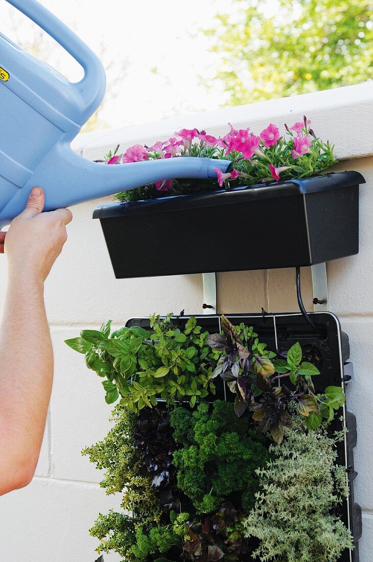 Flowers in a window box being watered