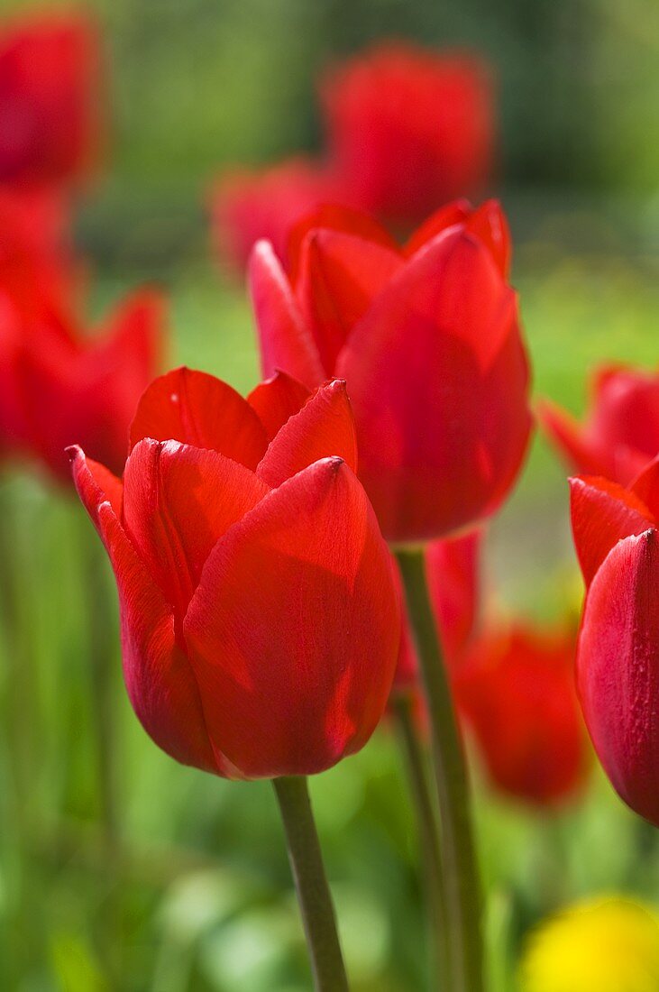 Red tulips