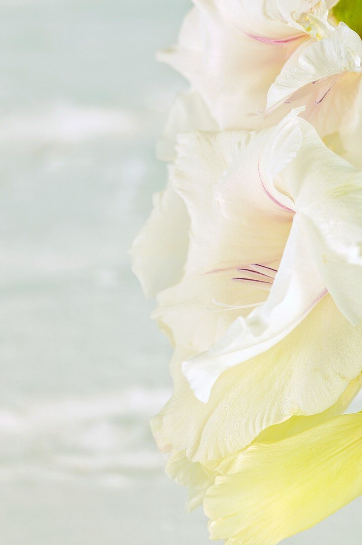 White gladiola flowers