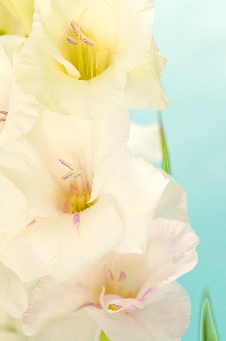 weiße Gladiolenblüten (Nahaufnahme)