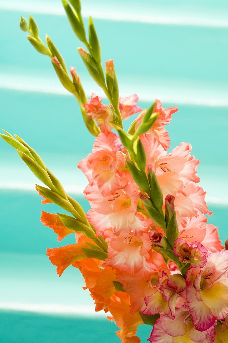 Verschiedenfarbige Gladiolenblüten