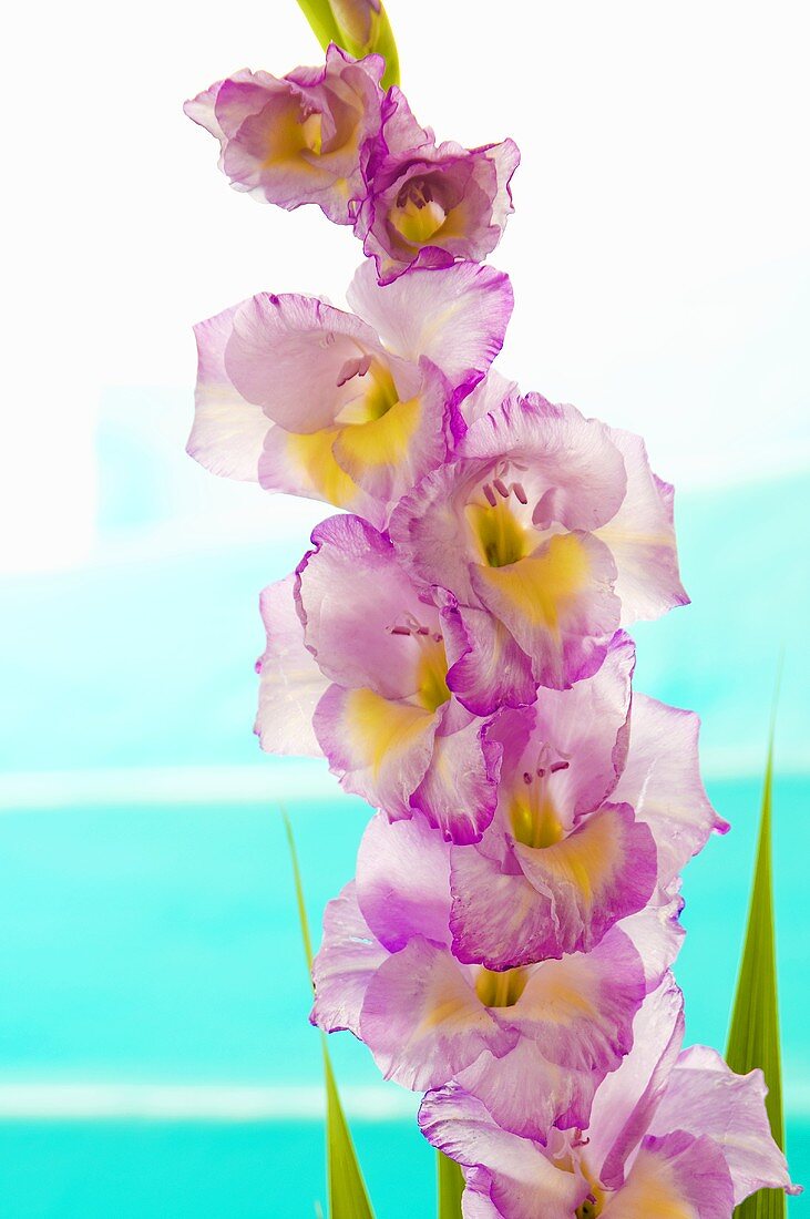 Lila-gelbe Gladiolenblüten