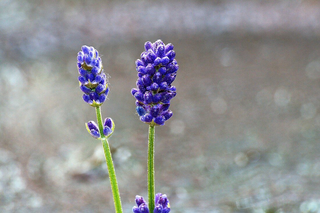 Lavender flowers