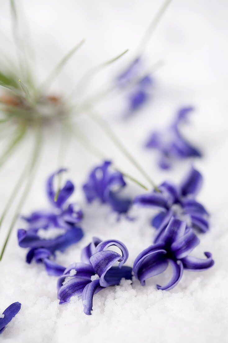 A wreath of hyacinths flowers in the snow