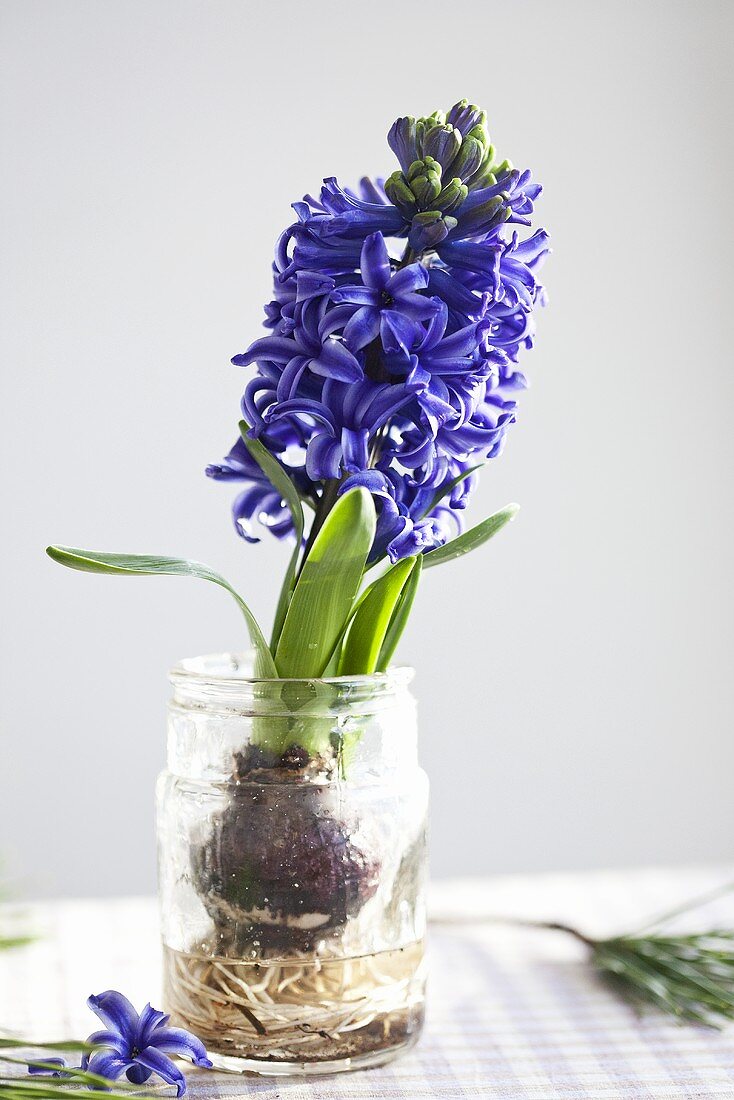 Blaue Hyazinthe in Wasserglas