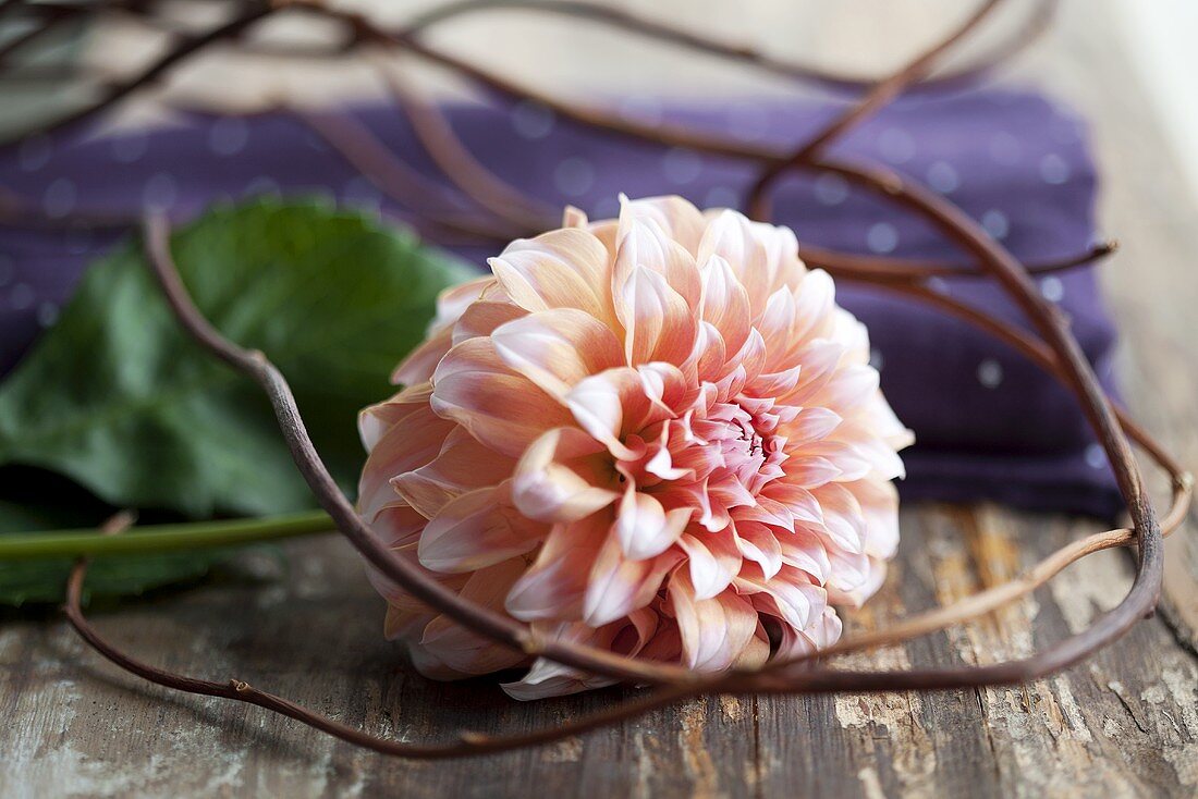 A pompom dahlia with twigs