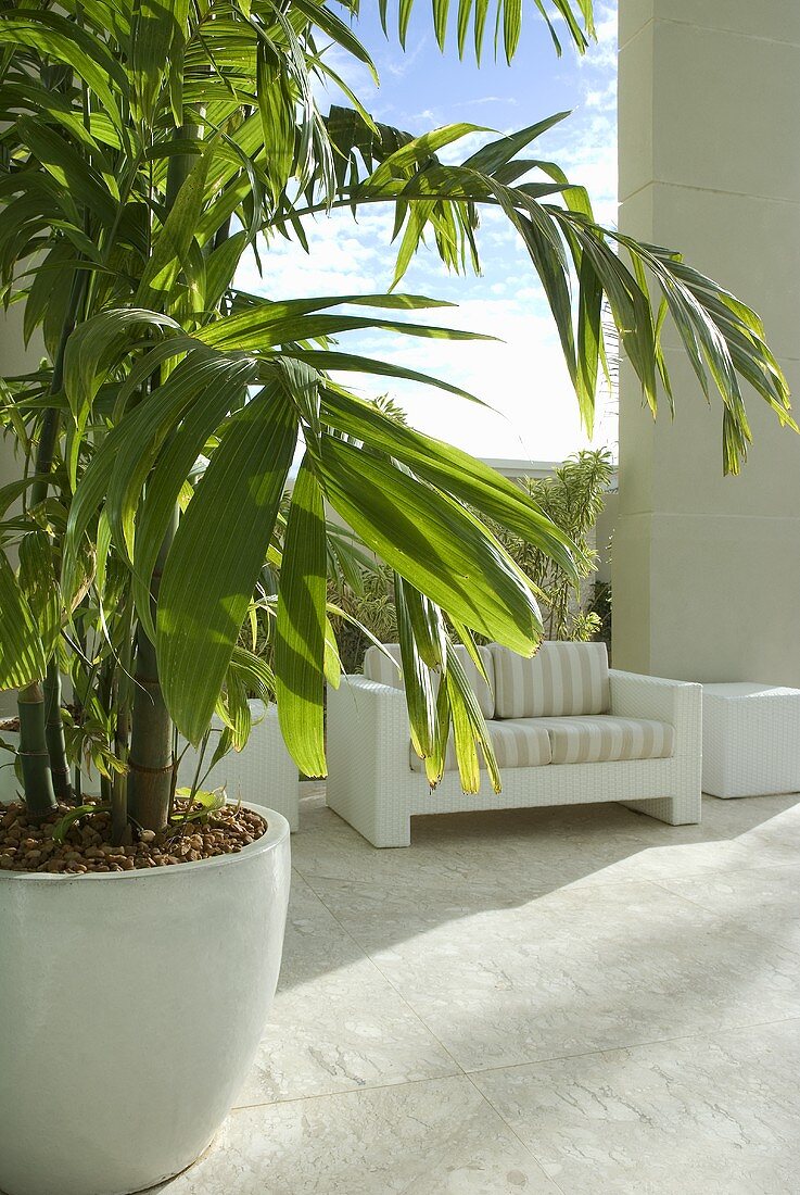 A giant pot plant and an upholstered bench on a terrace