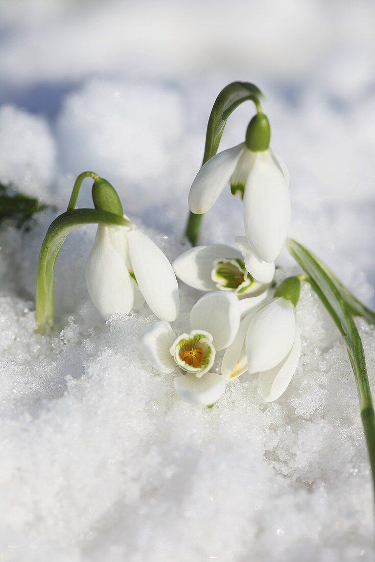 Snowdrops in snow