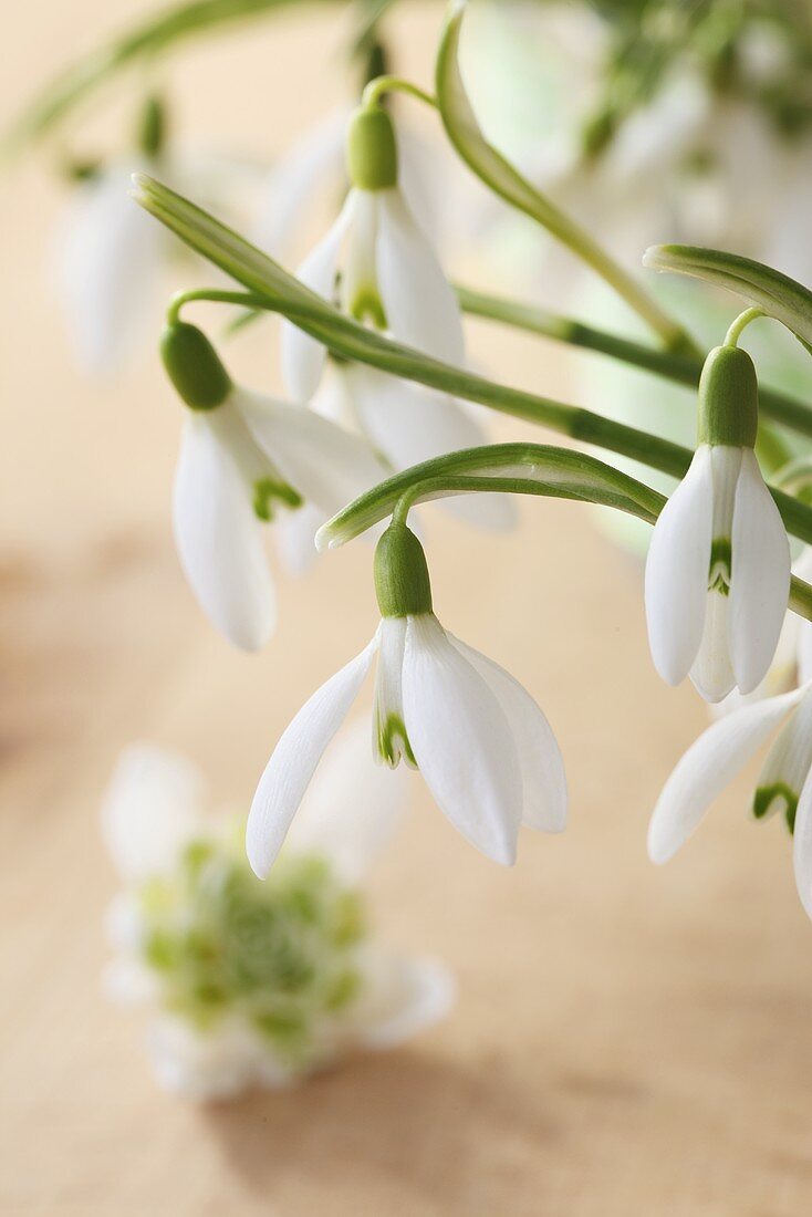 Snowdrops