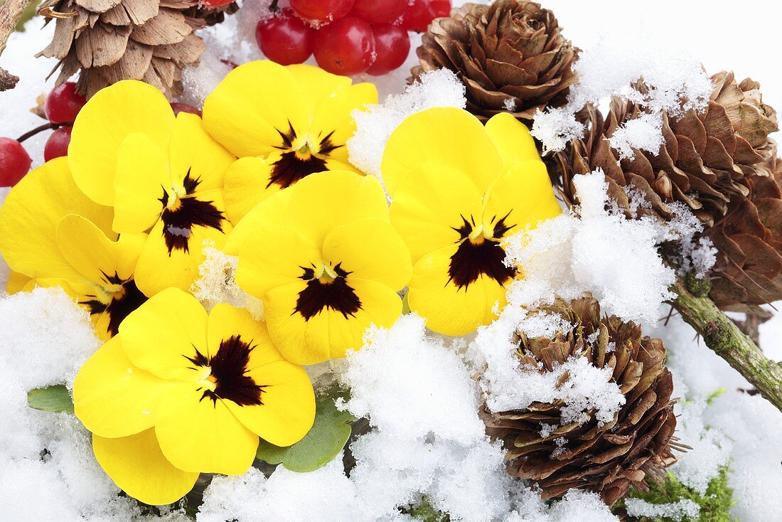 Veilchen und Tannenzapfen im Schnee