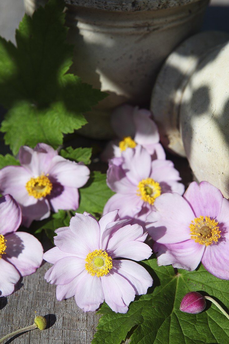 Lila Anemonenblüten