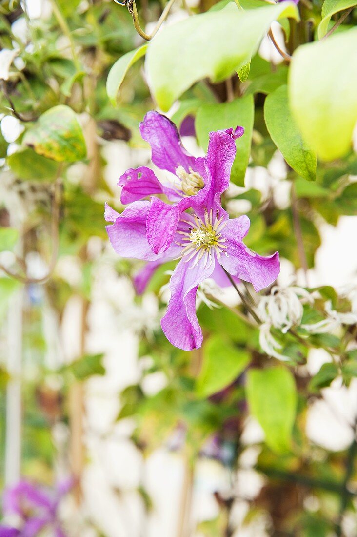 Clematis im Garten