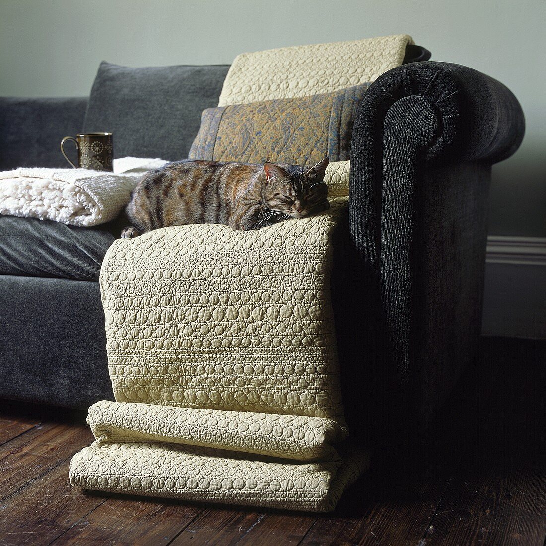 A cat lying on a blanket on a sofa