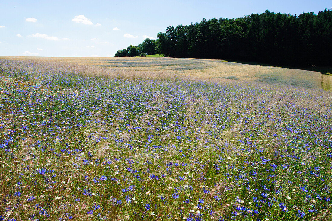 Getreidefeld mit Kornblumen im westlichen Odenwald bei Heppenheim, Hessen, Deutschland