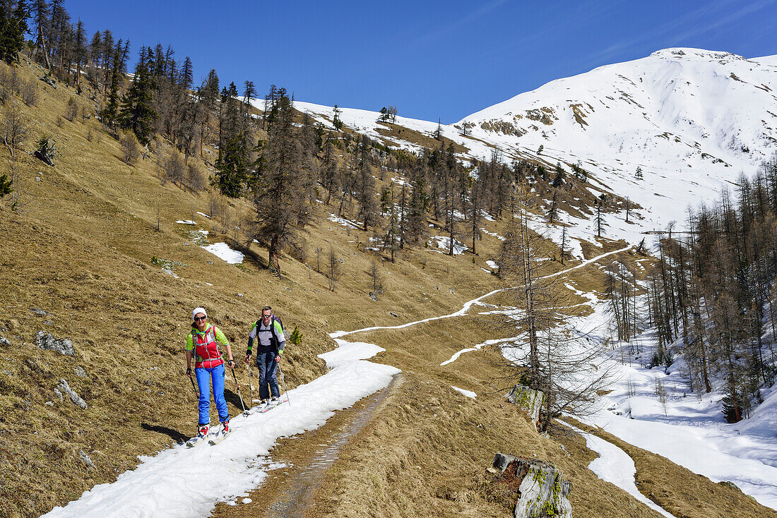 Zwei Personen auf Skitour fahren auf schmalem Schneestreifen in aperen Wiesen vom Piz Uter ab, Piz Uter, Livignoalpen, Engadin, Graubünden, Schweiz