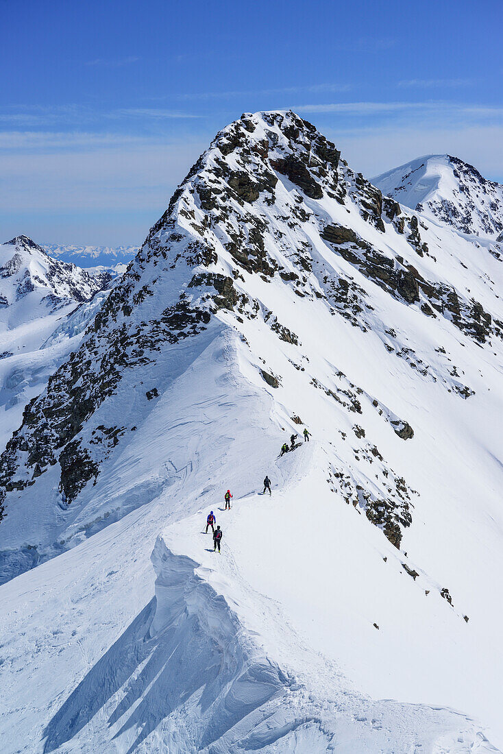 Several persons back-country skiing downhill from Pizzo Tresero, Punta Pedranzini in background, Pizzo Tresero, Val dei Forni, Ortler range, Lombardy, Italy