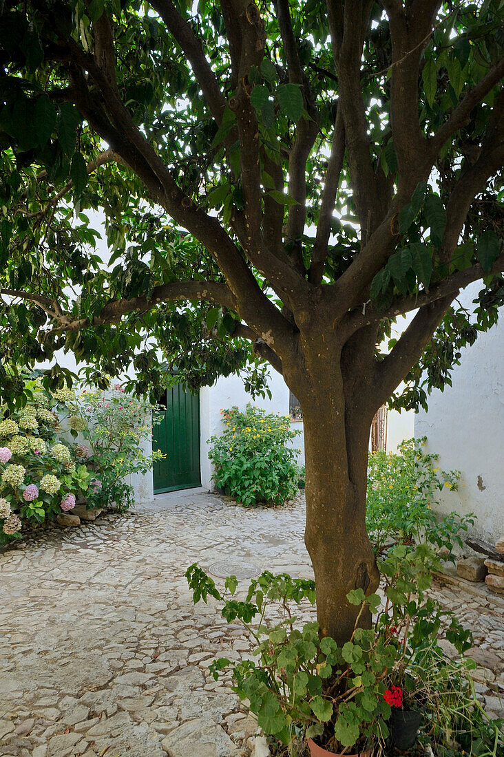 Baum und Blumen in der Altstadt, Castellar de la Frontera, Andalusien, Spanien