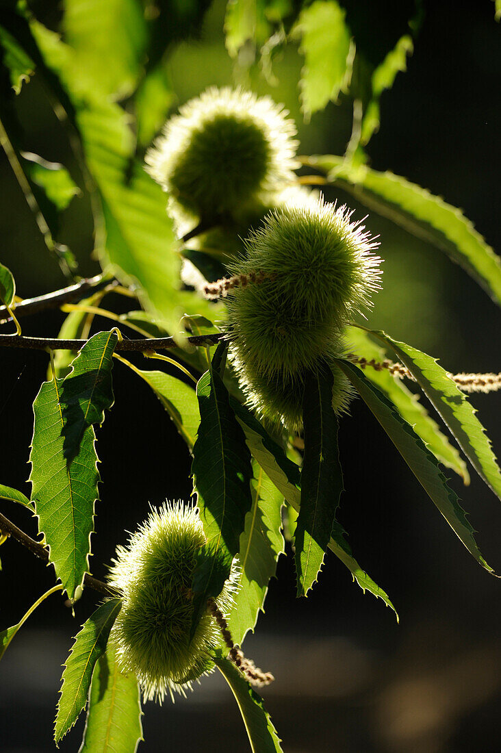 Sweet chestnuts on a tree, Serrania de Ronda, Malaga Province, Andalusia