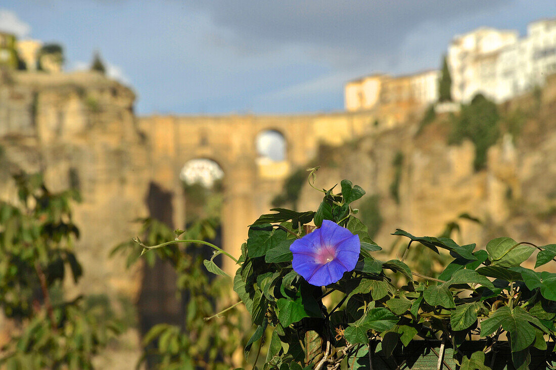 Field bindweed, Convolvulus arvensis, in front of Ronda, Andalusia, Spain