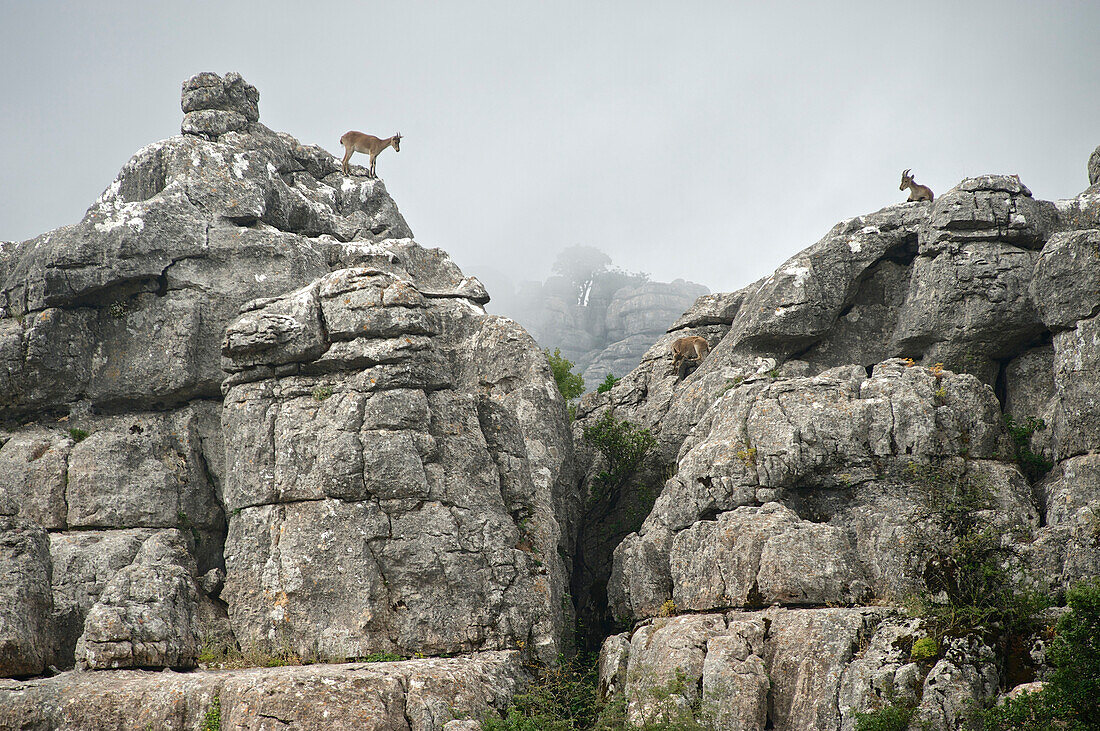 Kantabrische Gämse auf Felsen im Torcal de Antequera, Provinz Malaga, Andalusien, Spanien