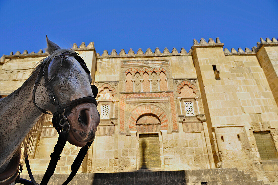 Cariage horse in front of the Mezquita in Cordoba, Andalusia, Spain