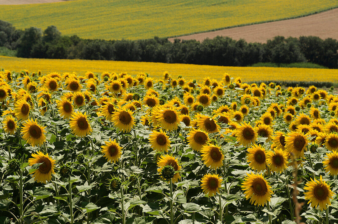 Huge fields with sunflowers near Cordoba, Andalusia, Spain