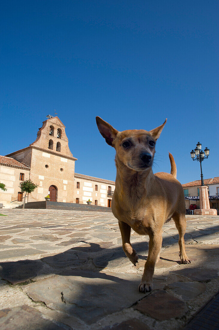 Spanischer Hund auf dem Platz des Ortes Aldeaquemada, Despenaperros, Andalusien, Spanien