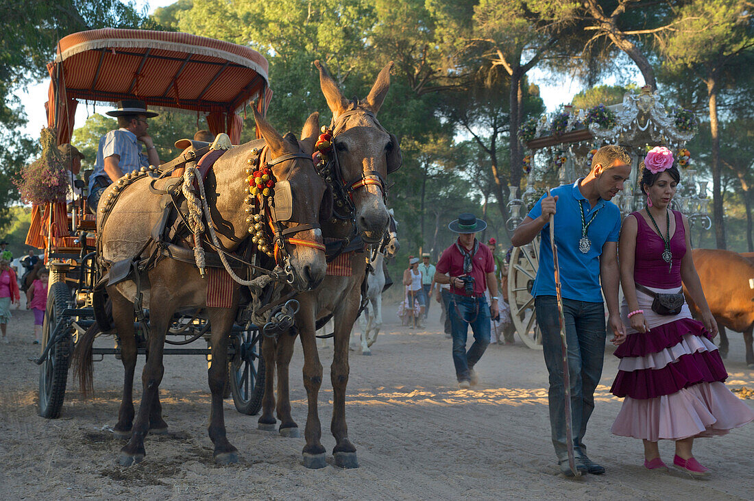 Pilgrims with oxcart on a pilgrimage 'Nuestra Senora de El Rocio' on the route La Raya Real from Seville to El Rocio, Huelva, Andalusien, Spanien