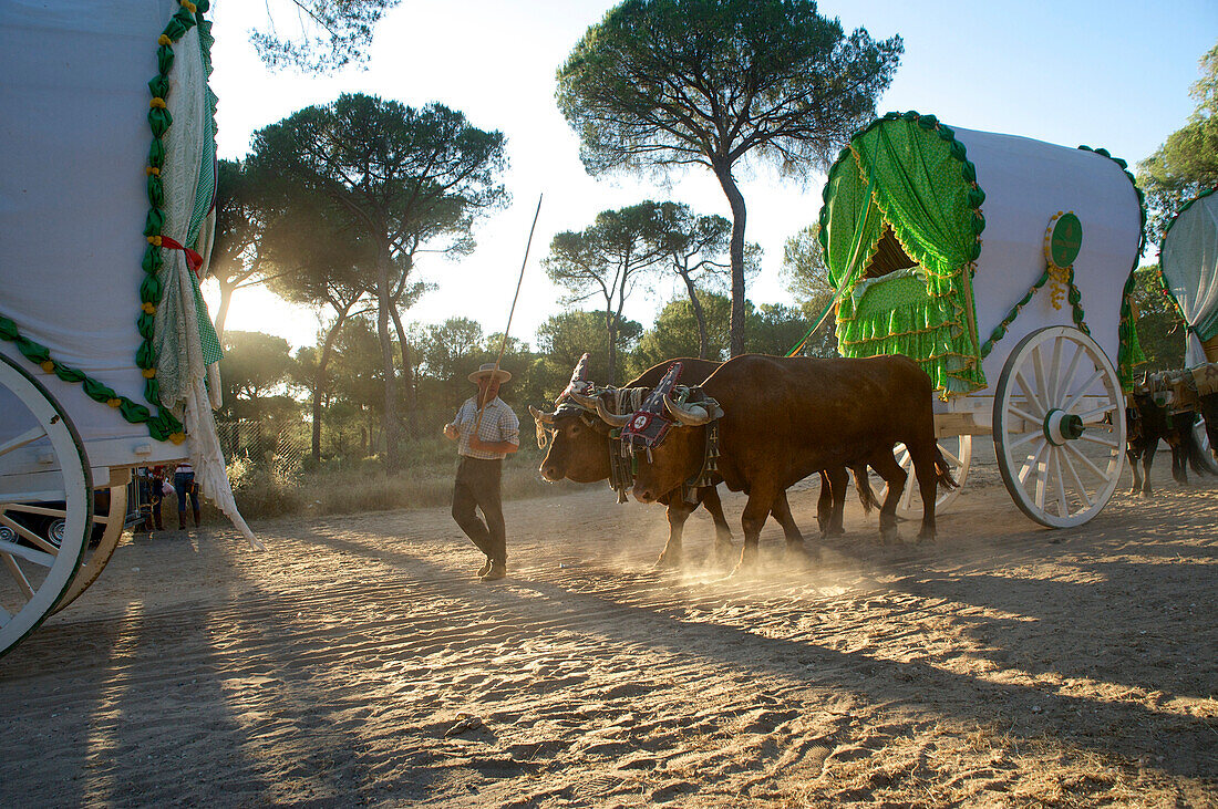 Pilger mit Ochsenkarren auf der Wallfahrt zu Pfingsten zu 'Nuestra Senora de El Rocio' auf dem Pilgerweg La Raya Real von Sevilla nach El Rocio, Huelva, Andalusien, Spanien