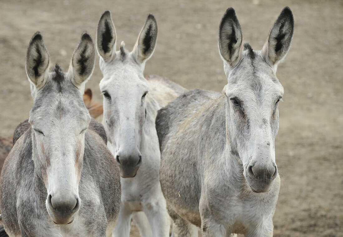 Three Andalusian donkeys, mare and foal, near Granada, Andalusia, Spain