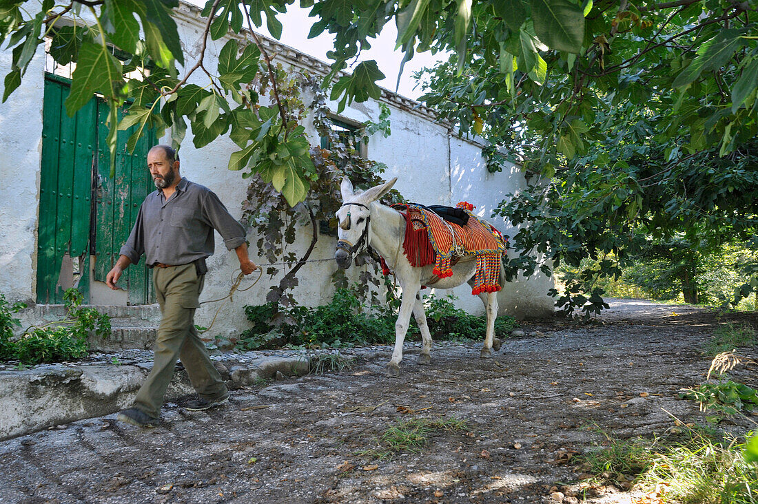 Mann - Rafael Fuentes Lopez - führt Andalusischen Riesenesel durch die Vegas unter Feigen bei Monachil am Fuss der Sierra Nevada, Andalusien, Spanien, Europa