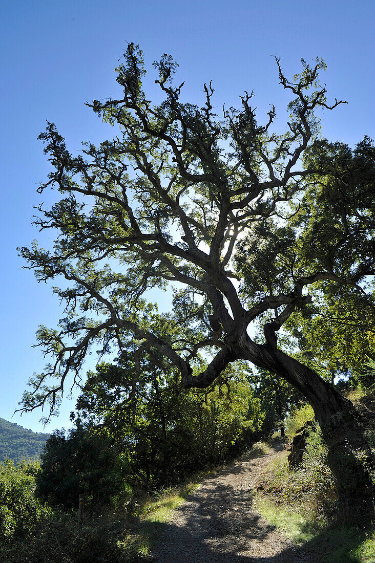 Old cork oak with bizare branches leasing over a path, Serrania de Ronda, Andalusia, Spain