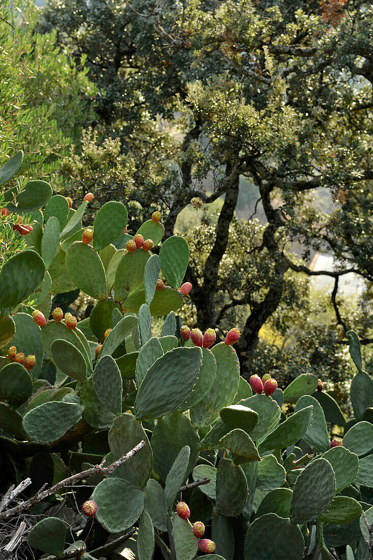 Cacti and cork oak trees in the Serrania de Ronda, Andalusia, Spain