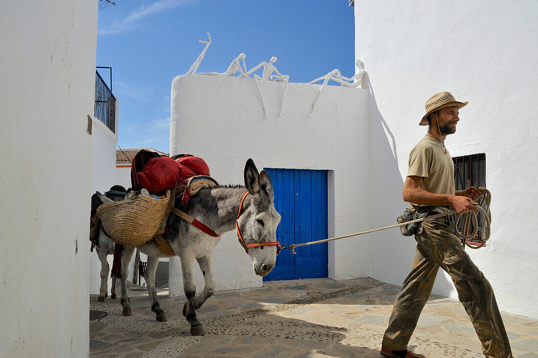 Man walking with donkeys through the artist village Genalguacil, Man with his two Andalusian donkeys in the Serrania de Ronda, Andalusia, Spain