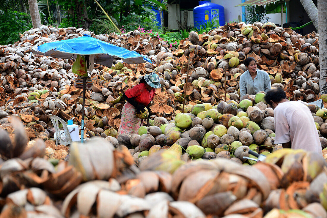 Kokosnussbearbeitung, Ko Pha Ngan, Thailand