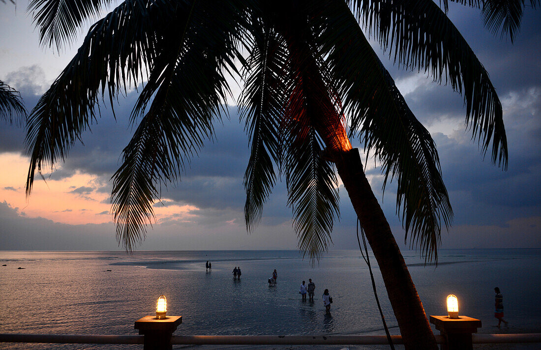 Palme im Sonnenuntergang in Ban Nathon, Westküste, Insel Samui, Golf von Thailand, Thailand