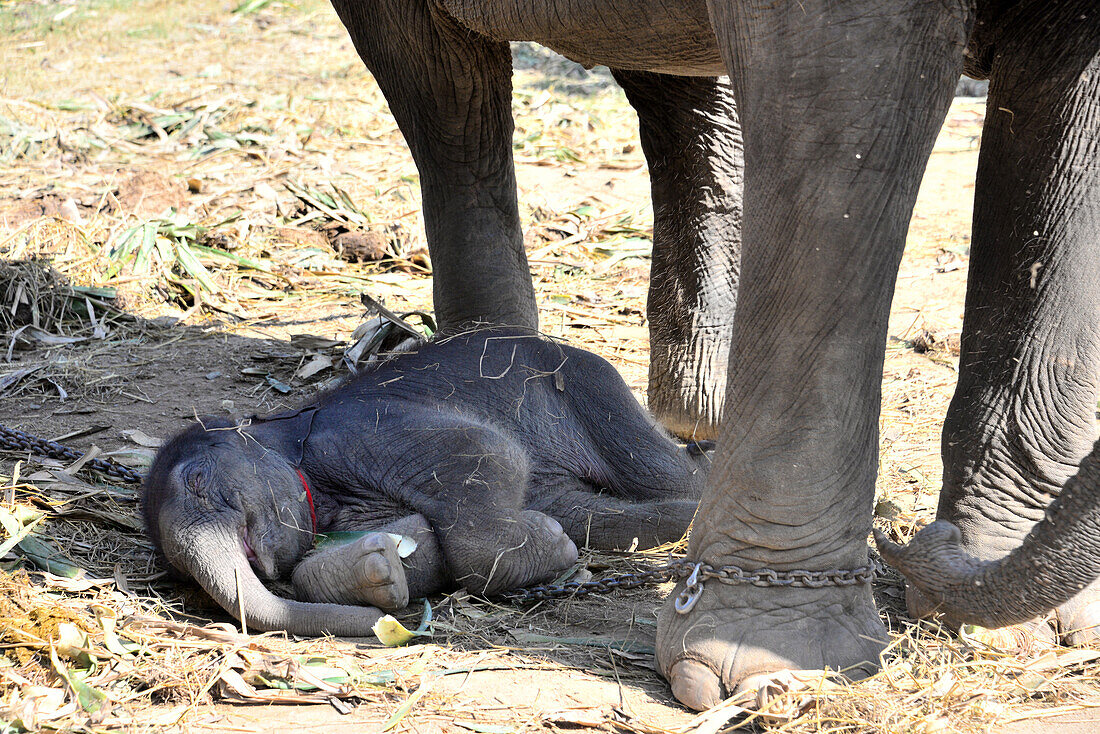 Neugeborenes Elefantenbaby im Elephantstay bei Ayutthaya, Thailand