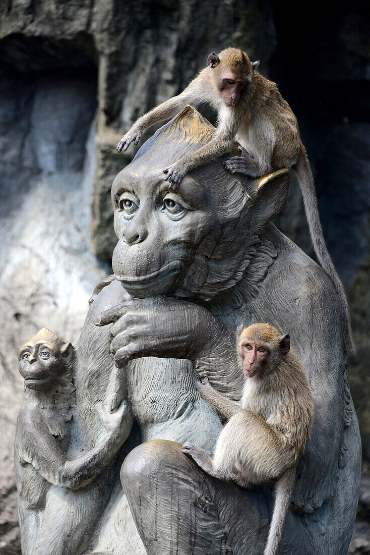 Monkeys at Khao Chong Krachok in Prachuap Khiri Khan at Golf of Thailand, center-Thailand, Thailand