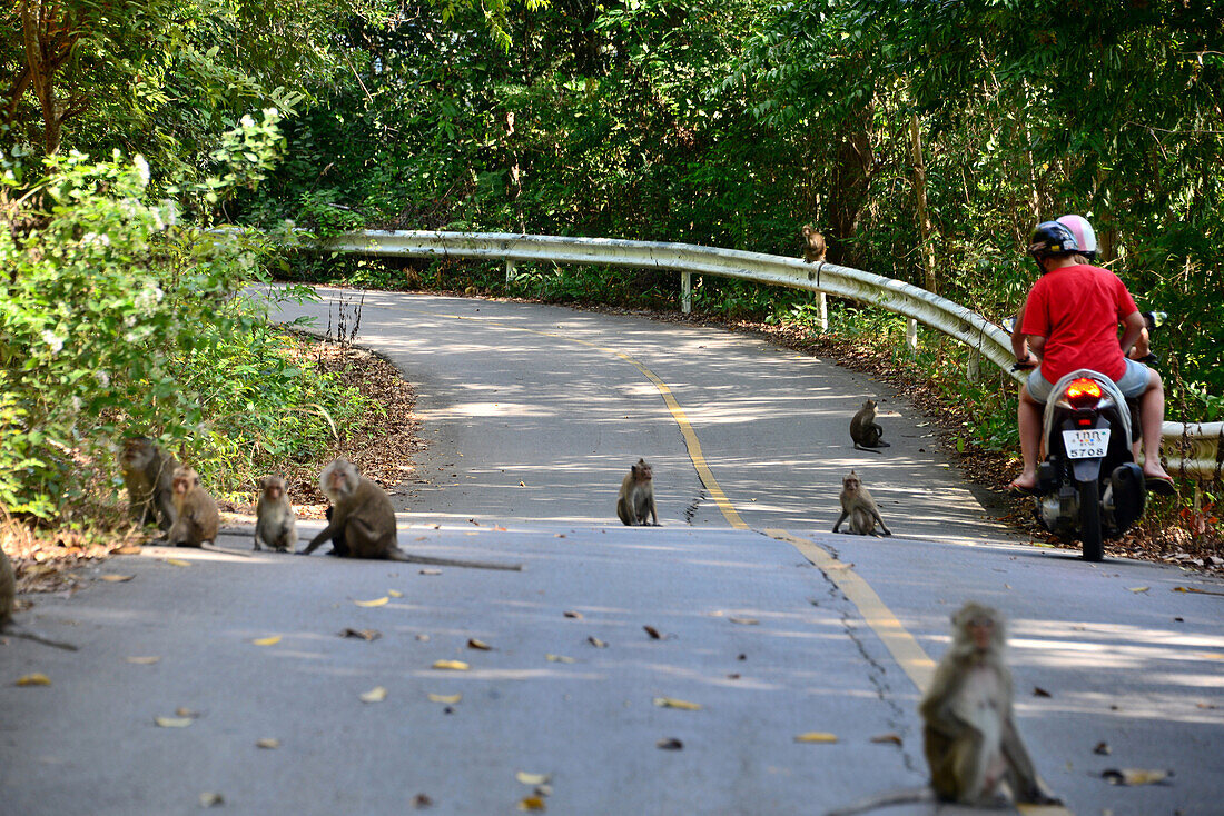 Monkeys on the road in the south, Island of Chang, Golf of Thailand, Thailand