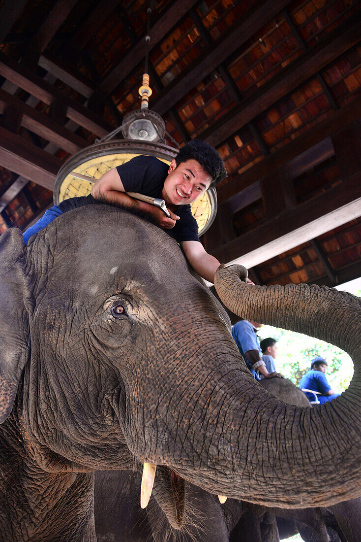 Elefantcamp und Resort, Hotel Anantara im Goldenen Dreieck bei Sop Ruak, Nord-Thailand, Thailand