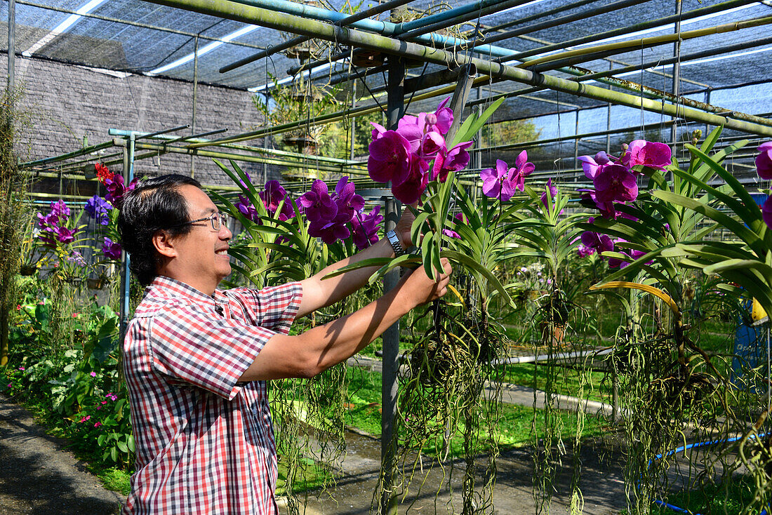 Orchideen Farm im Mae Sa Velley bei Chiang Mai, Nord-Thailand, Thailand