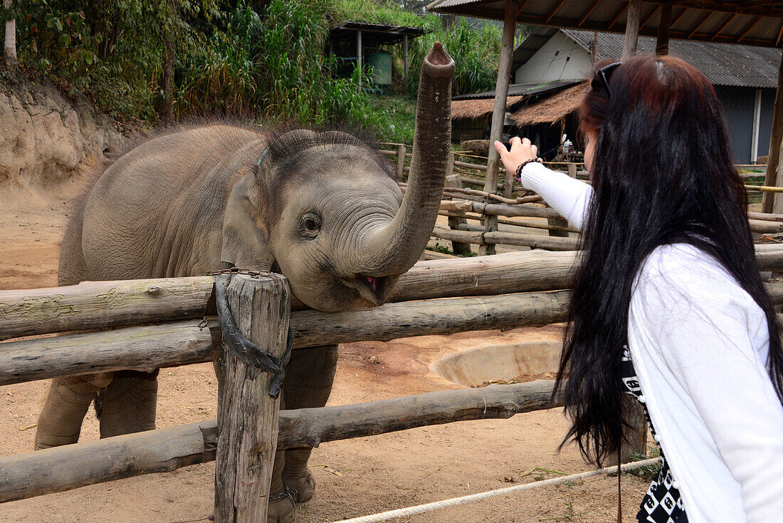 Thai Elephant bei Lampang, Nord-Thailand, Thailand