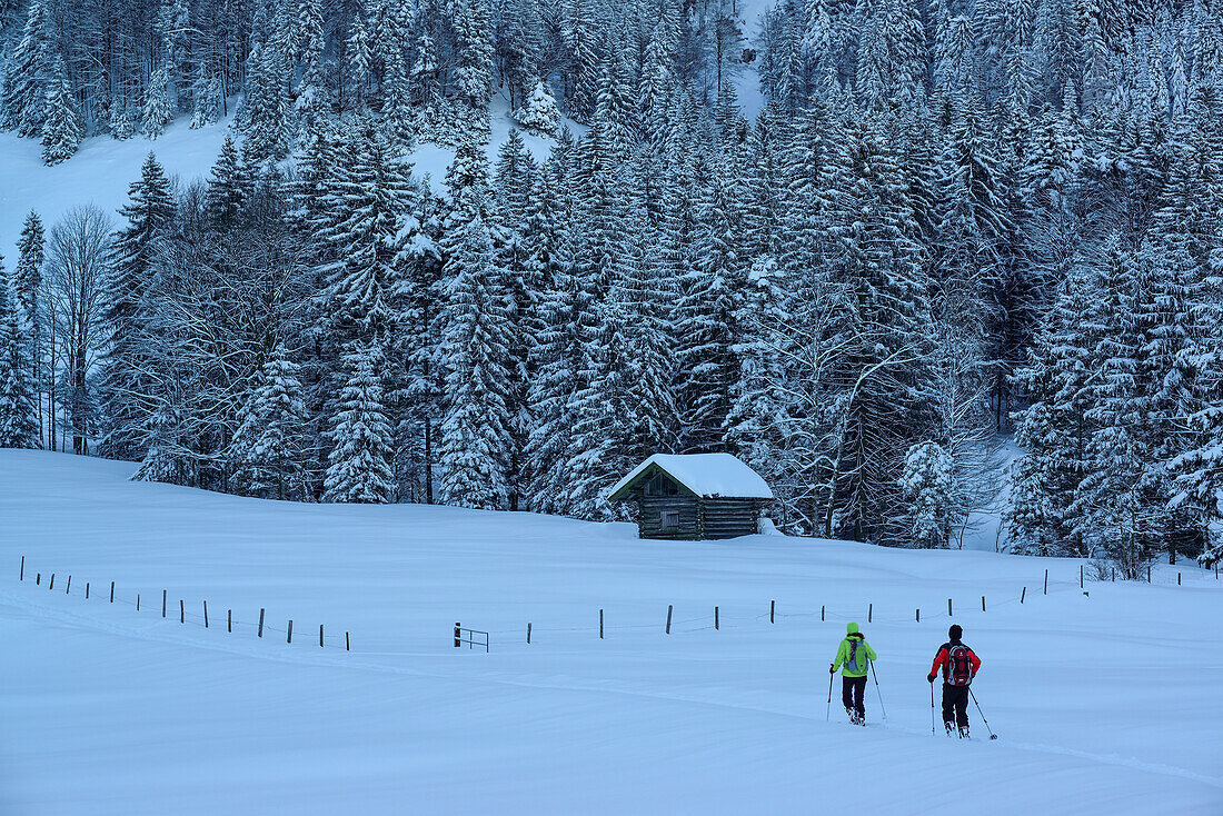 Zwei Personen auf Skitour gehen über Almgelände, Hochries, Samerberg, Chiemgauer Alpen, Chiemgau, Oberbayern, Bayern, Deutschland