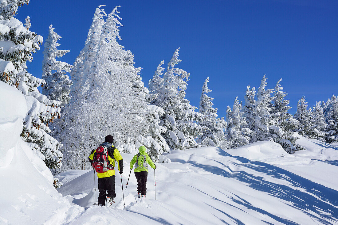 Two persons back-country skiing ascending through winter forest towards Hochries, Hochries, Samerberg, Chiemgau range, Chiemgau, Upper Bavaria, Bavaria, Germany