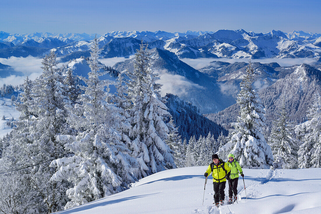 Zwei Personen auf Skitour steigen durch Winterwald zur Hochries auf, Mangfallgebirge im Hintergrund, Hochries, Samerberg, Chiemgauer Alpen, Chiemgau, Oberbayern, Bayern, Deutschland